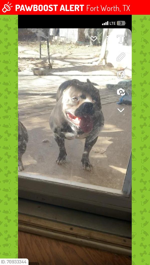 Lost Male Dog last seen Riverside Dr, Fort Worth, TX 76104