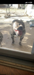 Lost Male Dog last seen Riverside Dr, Fort Worth, TX 76104