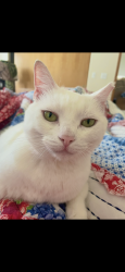 Lost Female Cat last seen 131st Ave NE… 20th Street NE…N Machias Road— Lake Stevens, WA, Lake Stevens, WA 98258