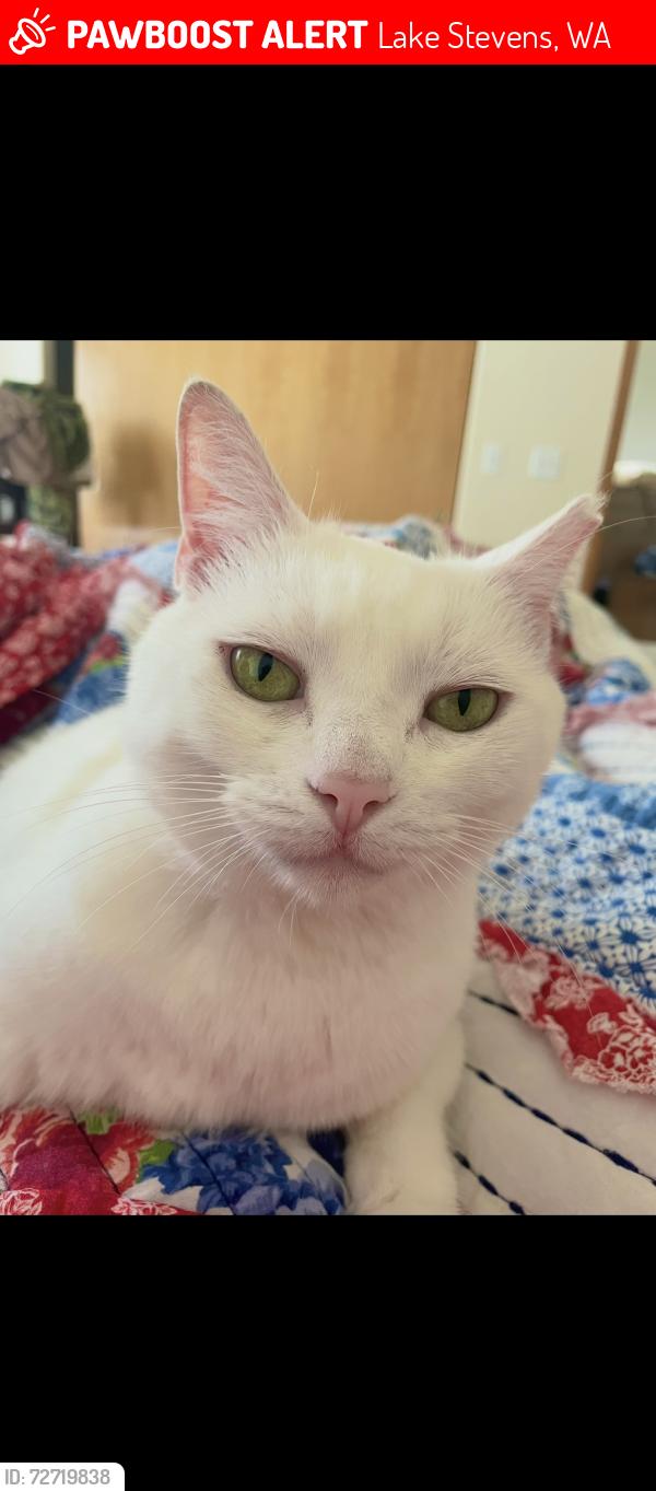 Lost Female Cat last seen 131st Ave NE… 20th Street NE…N Machias Road— Lake Stevens, WA, Lake Stevens, WA 98258
