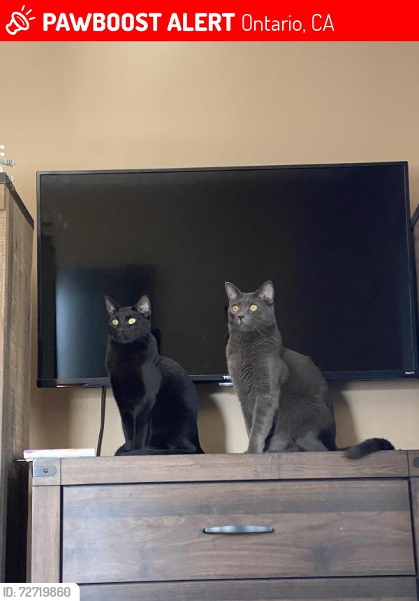 Lost Male Cat last seen South fern ave Ontario Ca , Ontario, CA 91762