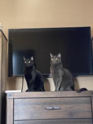 Lost Male Cat last seen South fern ave Ontario Ca , Ontario, CA 91762