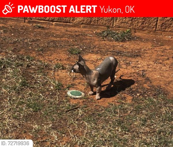 Lost Female Cat last seen Reno & Mustang Rd, Yukon, OK 73099