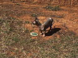 Lost Female Cat last seen Reno & Mustang Rd, Yukon, OK 73099