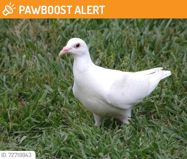 Found/Stray Unknown Bird last seen Brighton Hollow Ln and Hickman Manor, Villages Of Bear Creek, TX 77449
