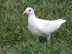 Found/Stray Unknown Bird last seen Brighton Hollow Ln and Hickman Manor, Villages Of Bear Creek, TX 77449