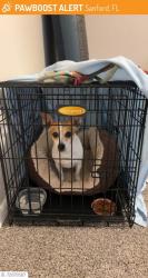 Lost Female Dog last seen Near s maple ave, Sanford, FL 32771