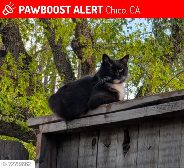 Lost Male Cat last seen Neal Dow & Fifth Ave near lindo channel, Chico, CA 95926