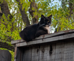 Lost Male Cat last seen Neal Dow & Fifth Ave near lindo channel, Chico, CA 95926