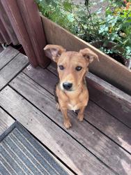 Found/Stray Male Dog last seen San Antonio river , San Antonio, TX 78214