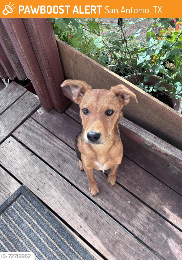 Found/Stray Male Dog last seen San Antonio river , San Antonio, TX 78214