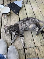 Found/Stray Male Cat last seen canvasback drive, Chatham County, GA 31302