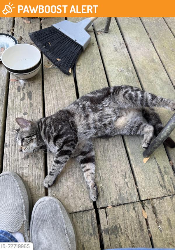 Found/Stray Male Cat last seen canvasback drive, Chatham County, GA 31302