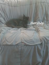 Lost Male Cat last seen Golden Oaks park in Albany, Albany, NH 03818