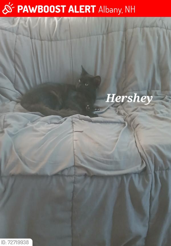 Lost Male Cat last seen Golden Oaks park in Albany, Albany, NH 03818