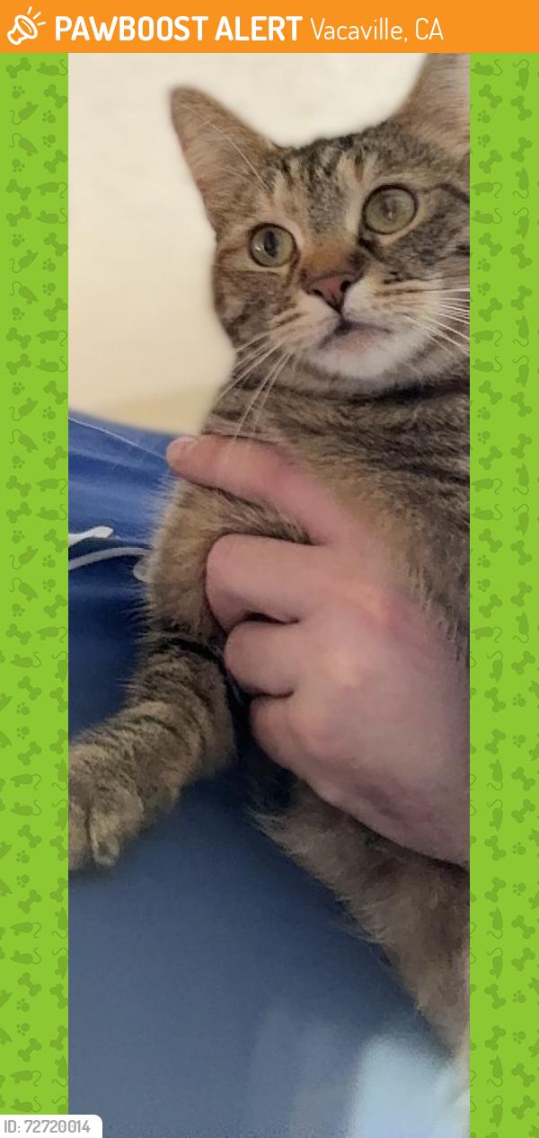 Found/Stray Female Cat last seen Near Peabody Rd & Southwood Dr. , Vacaville, CA 95687