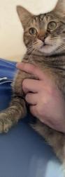 Found/Stray Female Cat last seen Near Peabody Rd & Southwood Dr. , Vacaville, CA 95687