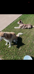 Found/Stray Unknown Dog last seen Silo, Arlington, TX 76018