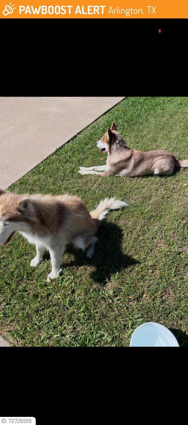 Found/Stray Unknown Dog last seen Silo, Arlington, TX 76018