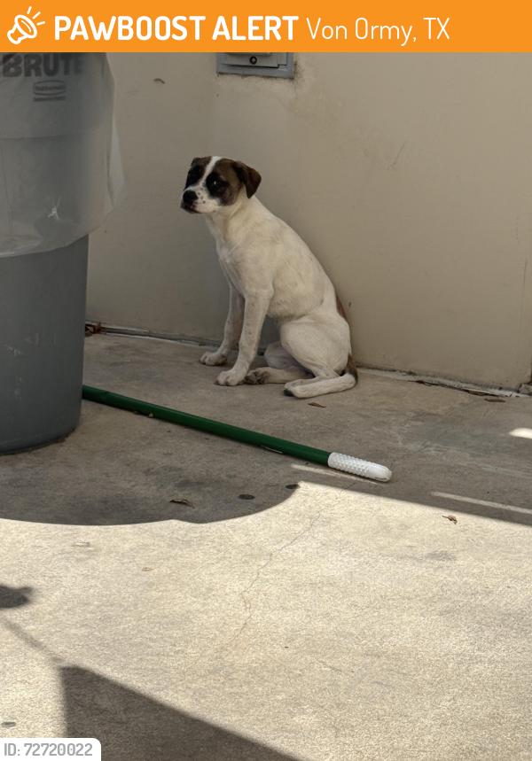 Found/Stray Female Dog last seen Maruchan Parking lot, Von Ormy, TX 78073
