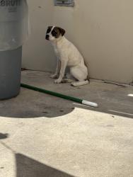 Found/Stray Female Dog last seen Maruchan Parking lot, Von Ormy, TX 78073