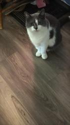 Lost Female Cat last seen  Rudissil  and Oakland , Fort Wayne, IN 46807