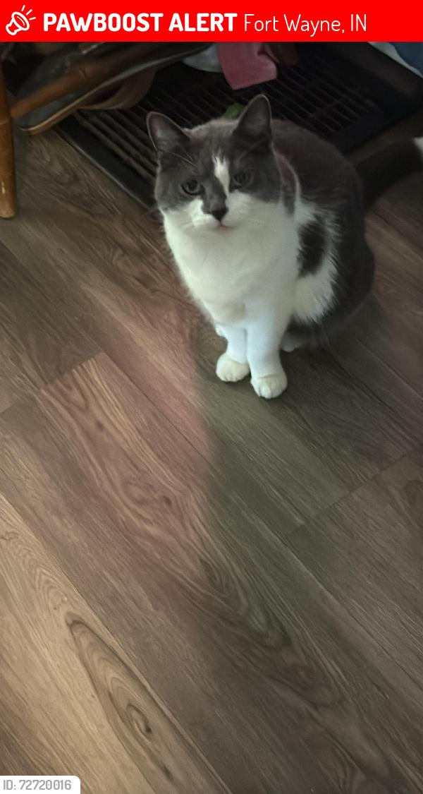 Lost Female Cat last seen  Rudissil  and Oakland , Fort Wayne, IN 46807