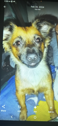 Lost Female Dog last seen E orangethrope ave , Fullerton, CA 92832