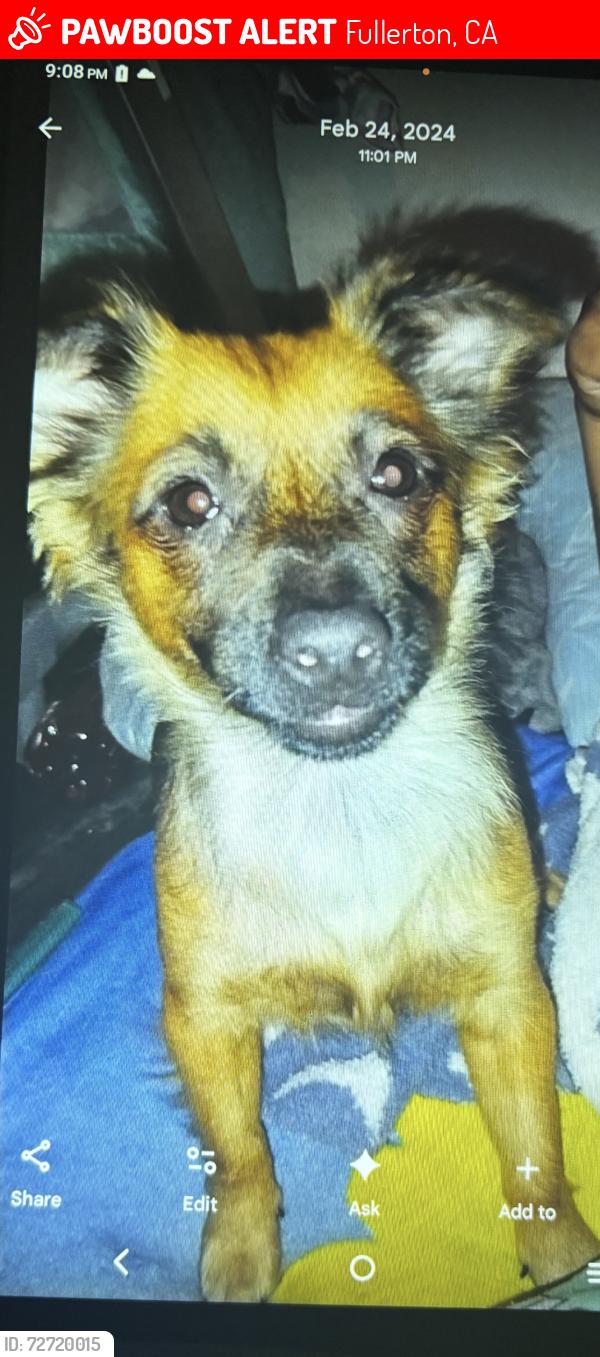 Lost Female Dog last seen E orangethrope ave , Fullerton, CA 92832