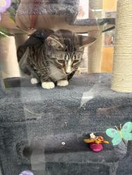 Lost Male Cat last seen Wiliwili , Wahiawa, HI 96786