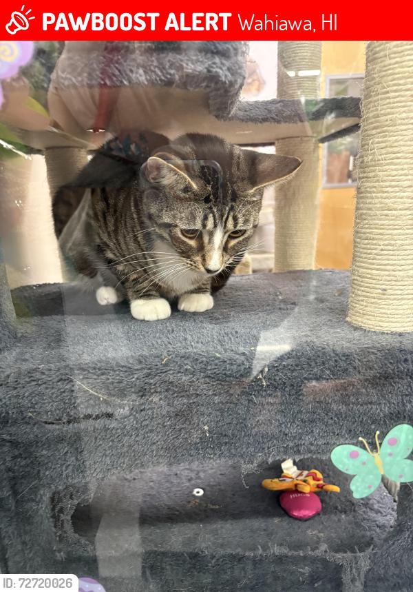 Lost Male Cat last seen Wiliwili , Wahiawa, HI 96786