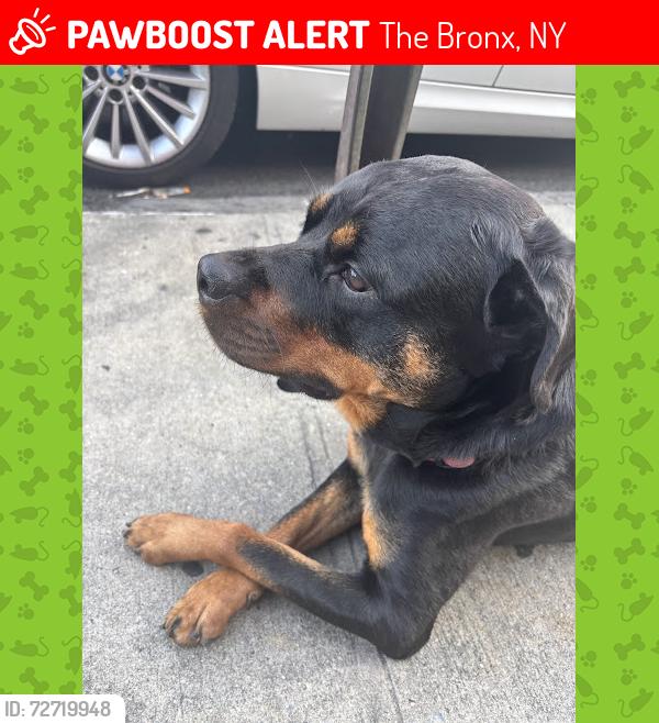 Lost Female Dog last seen Sheridan ave and 161st across from the familycourt, The Bronx, NY 10451