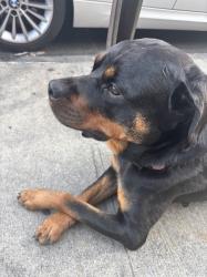 Lost Female Dog last seen Sheridan ave and 161st across from the familycourt, The Bronx, NY 10451