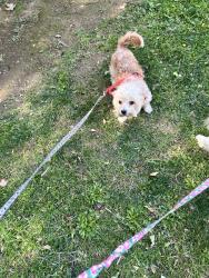 Lost Male Dog last seen Arminta st, Los Angeles, CA 91352