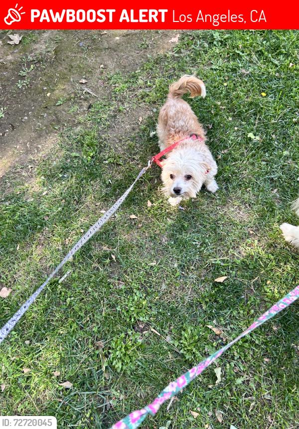 Lost Male Dog last seen Arminta st, Los Angeles, CA 91352