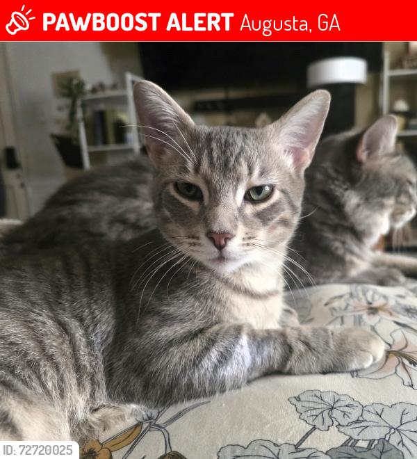 Lost Male Cat last seen Nassau Dr and Martinique, Augusta, GA 30909