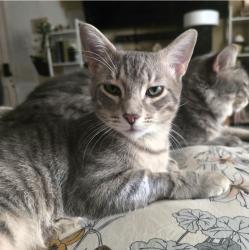 Lost Male Cat last seen Nassau Dr and Martinique, Augusta, GA 30909