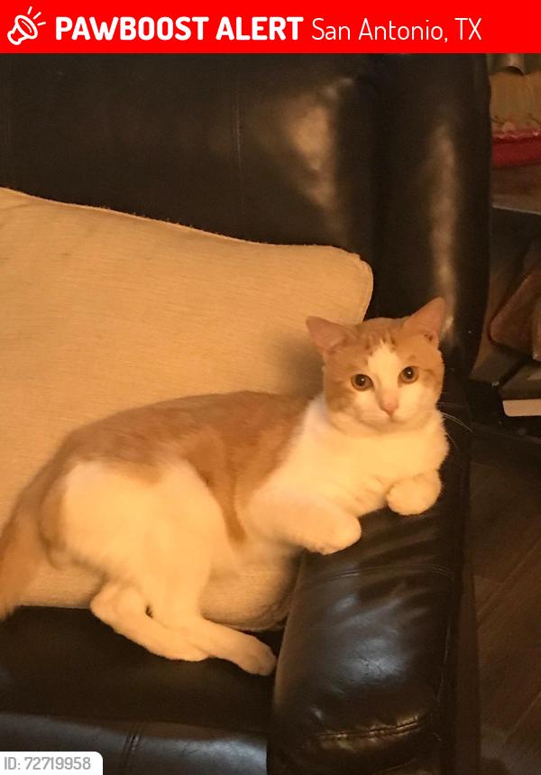 Lost Male Cat last seen Near brambletree , San Antonio, TX 78247