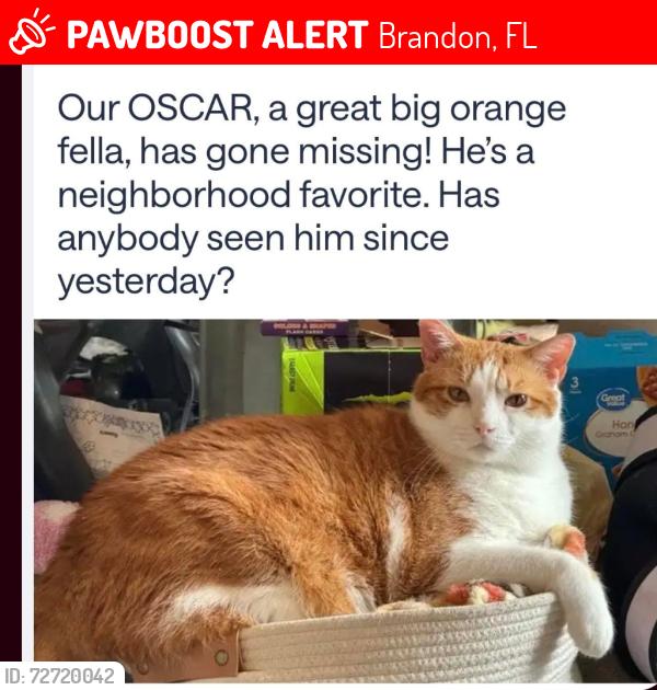 Lost Male Cat last seen Westerly dr & Sakonnet ct, Brandon, FL 33511