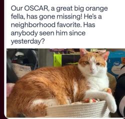 Lost Male Cat last seen Westerly dr & Sakonnet ct, Brandon, FL 33511