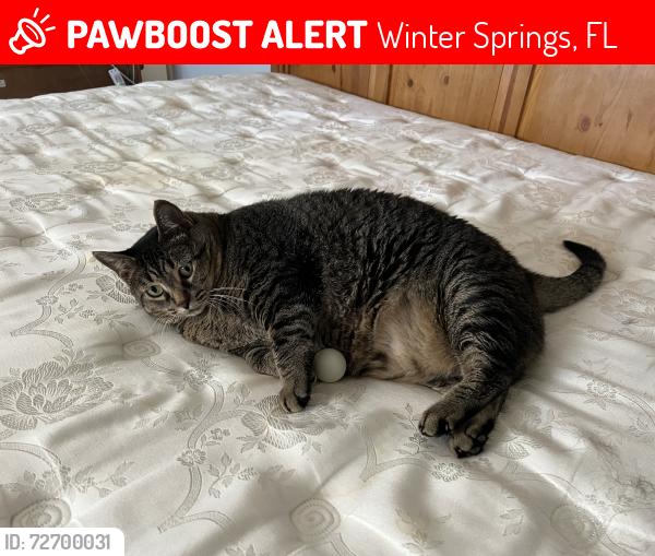 Lost Female Cat last seen Gazell Trl and Deer Run Dr, Winter Springs, FL 32708