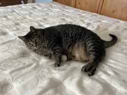 Lost Female Cat last seen Gazell Trl and Deer Run Dr, Winter Springs, FL 32708