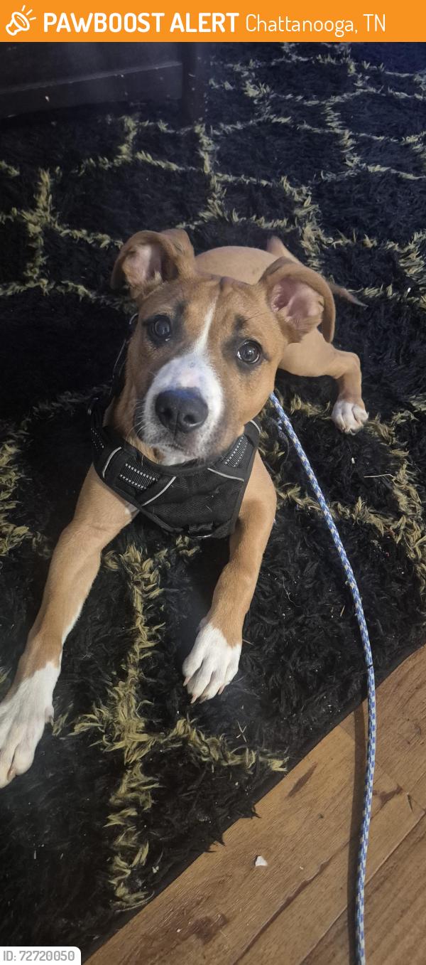 Found/Stray Female Dog last seen In revere at hamilton place apmts looking at it right now, Chattanooga, TN 37421