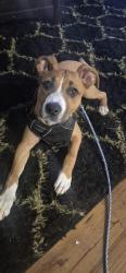 Found/Stray Female Dog last seen In revere at hamilton place apmts looking at it right now, Chattanooga, TN 37421