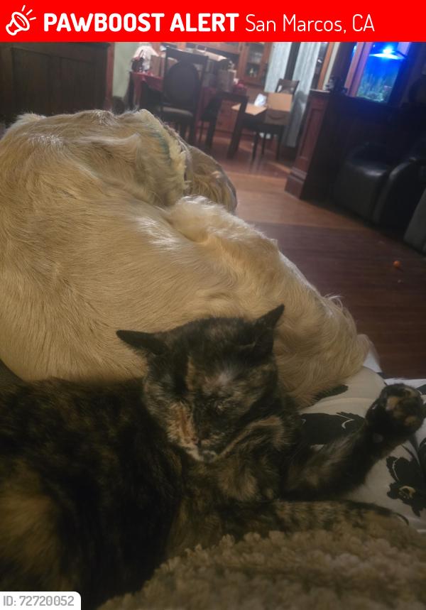 Lost Female Cat last seen armorlite in Palomar Station, San Marcos, CA 92069