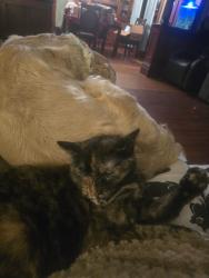 Lost Female Cat last seen armorlite in Palomar Station, San Marcos, CA 92069