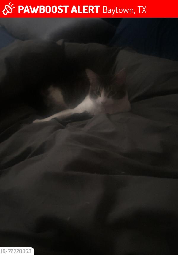 Lost Male Cat last seen park, Baytown, TX 77523