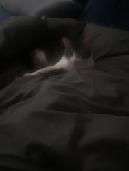 Lost Male Cat last seen park, Baytown, TX 77523