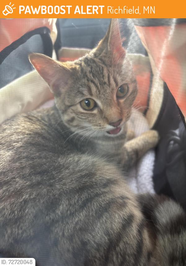 Found/Stray Unknown Cat last seen Henley apmts off of Lyndale Ave (Richfield!, Richfield, MN 55423