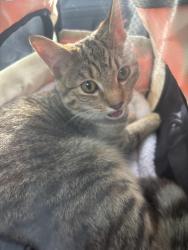 Found/Stray Unknown Cat last seen Henley apmts off of Lyndale Ave (Richfield!, Richfield, MN 55423